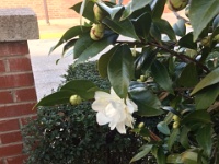Early blooming camellias